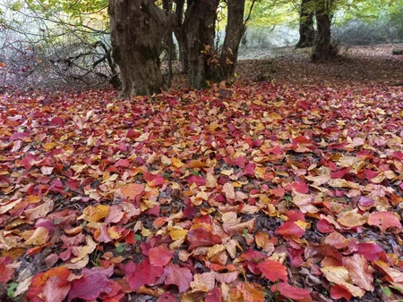 Over 220,000 tourists visited national parks in Azerbaijan so far in 2024