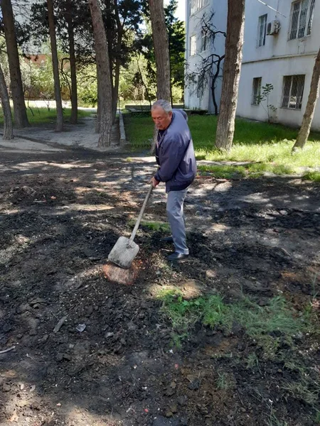 Bakıda gecə saatlarında şam ağacları kəsildi