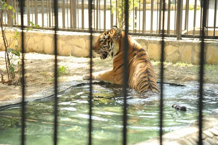 ​Leyla Əliyevanın təşəbbüsü ilə Bakı Zooloji Parkında yeni qəfəs quraşdırılıb