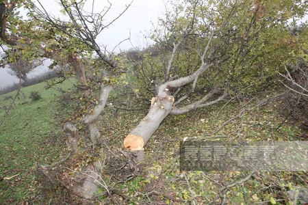 Cəlilabadda qanunsuz kömür quyuları aşkar edilib