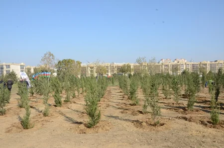Bakıda Zəfər Günü münasibətilə ağacəkmə aksiyası keçirilib