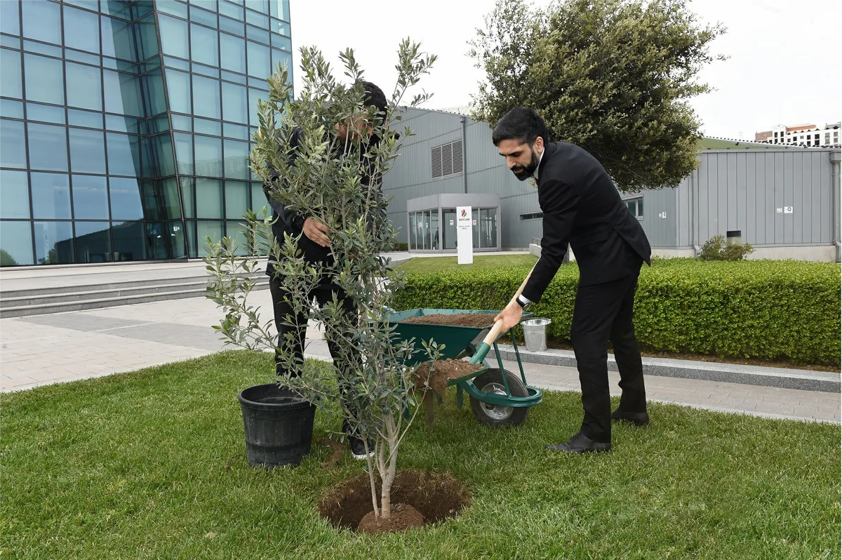 SOCAR “Heydər Əliyev İli” çərçivəsində ağacəkmə aksiyası təşkil edib