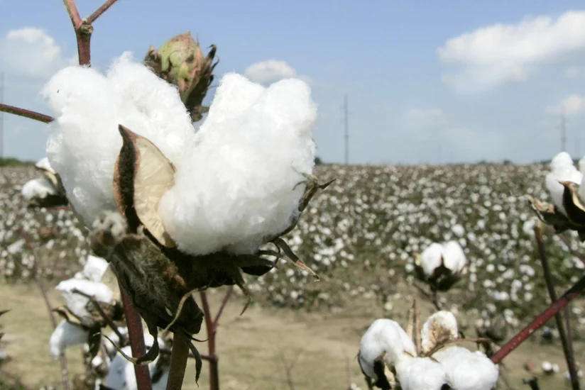 Azərbaycanın daha 3 pambıq tədarükü müəssisəsi səhmdarlarına hesabat verəcək