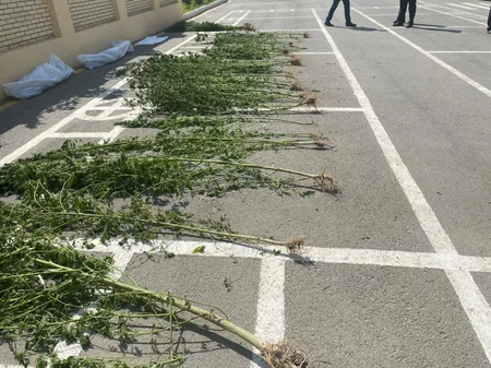 Kür çayının sahilində narkotik yetişdirən üç nəfər saxlanılıb