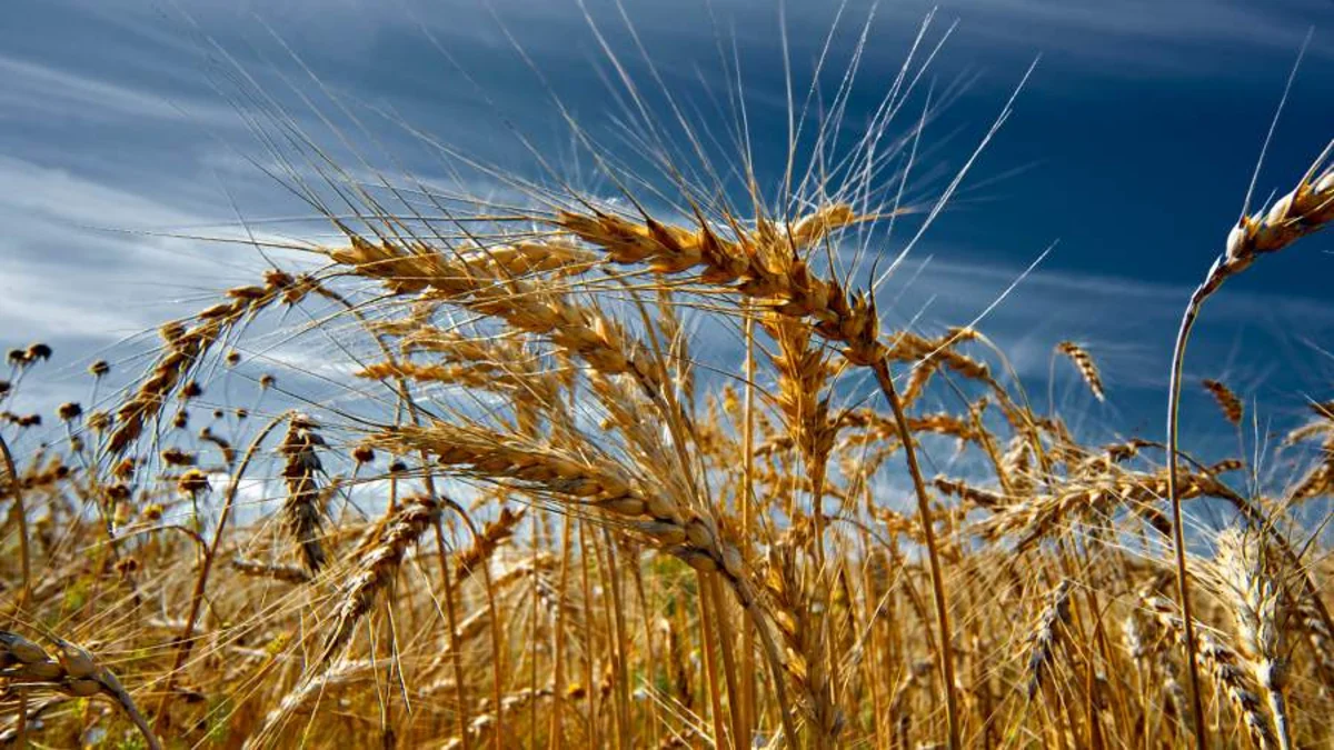 FT: Climate change, possible disruption of food deal threaten grain market