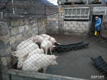 Gürcüstanla sərhəd olan Qax rayonunda donuz qripinə qarşı tədbirlər görülür - FOTO