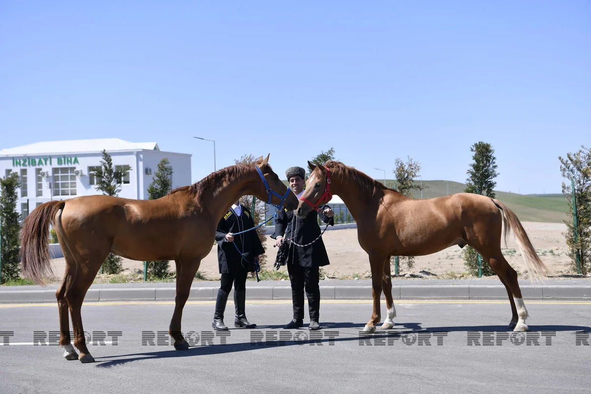 Karabakh horses put up for auction for first time
