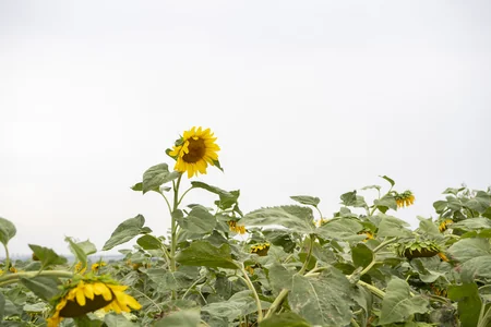 İnam Kərimov Samuxda günəbaxan əkən fermerlərlə görüşüb