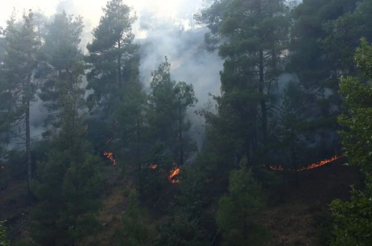 В турецком Кахраманмараше горит лес