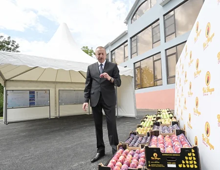 Dövlət başçısı Balakəndə “Bal meyvə” bağçılıq təsərrüfatı ilə tanış olub