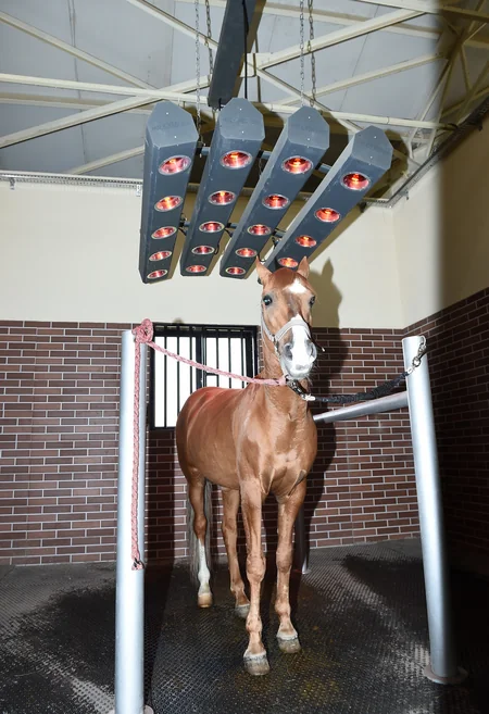President Ilham Aliyev attends opening of Qarabag Equestrian Complex