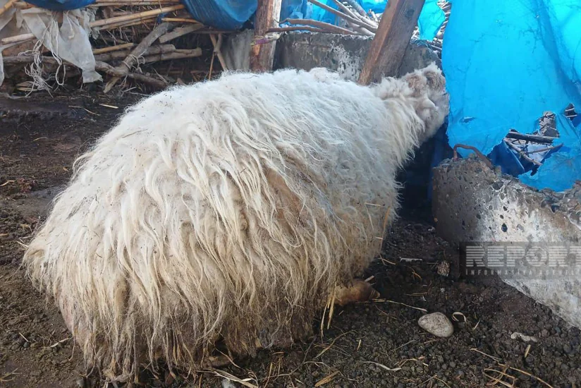 Bərdədə canavarlar fərdi təsərrüfata hücum edərək xırdabuynuzlu heyvanları parçalayıblar