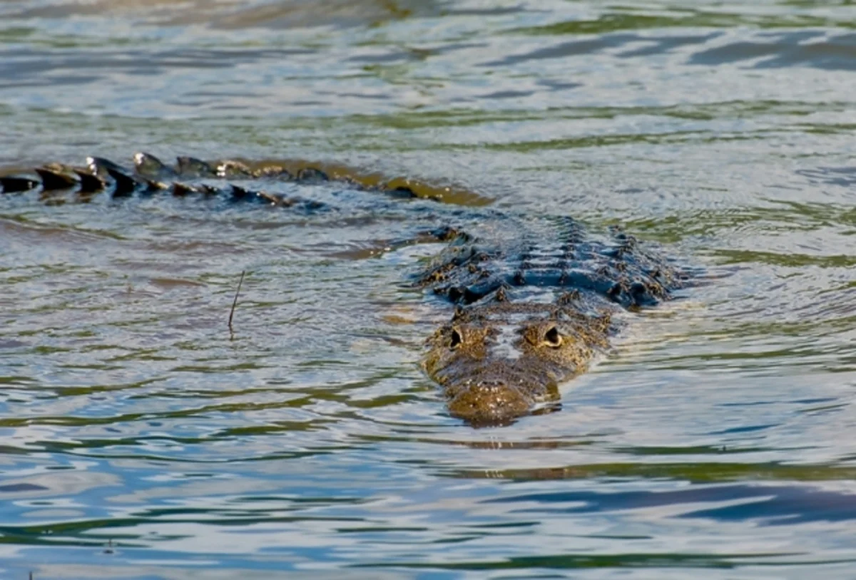 Avstraliyada timsah balıqçını parçalayıb
