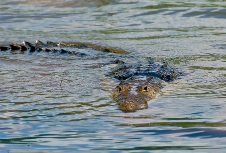 Queensland river, known for crocodiles, gets tick of approval for 2032 Olympic rowing