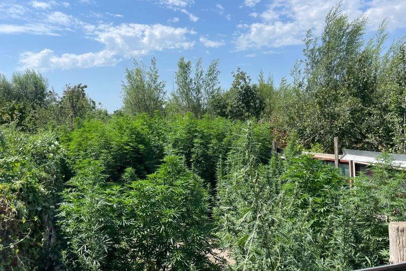 У жителя Сабирабада изъяли кусты конопли и марихуану