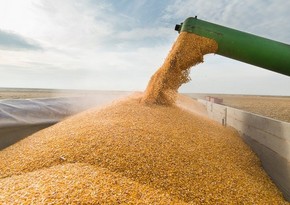 Azərbaycanın buğda idxalı 30 % azalıb