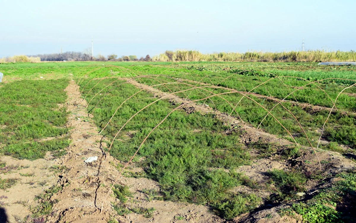 Azərbaycanda dövlət torpaq kadastrı fondunun məlumatlarının istifadə təyinatı artırılıb