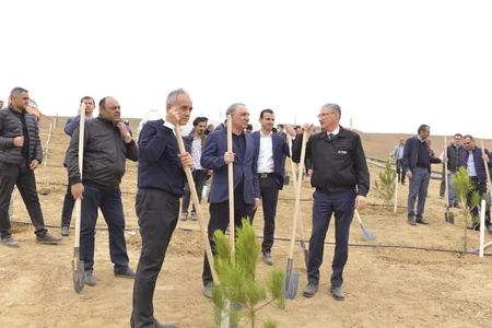 Prokurorluq orqanları əməkdaşları növbəti ağacəkmə aksiyası keçirib