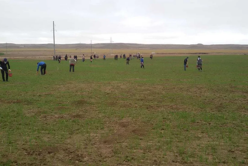 Azərbaycan ərazisində siçanabənzər gəmiricilərə qarşı mübarizə tədbirləri davam etdirilir