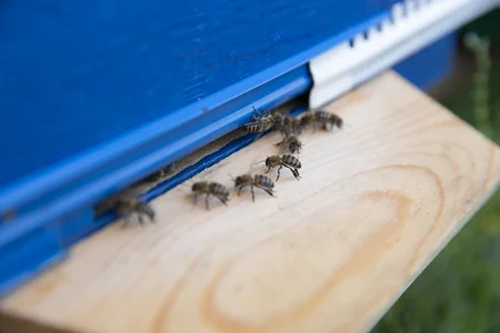 Завершается переселение овцеводческих и пчеловодческих хозяйств в Карабах