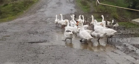 Oğuzda uzun illərdir təmir olunmayan yol yararsız vəziyyətə düşüb