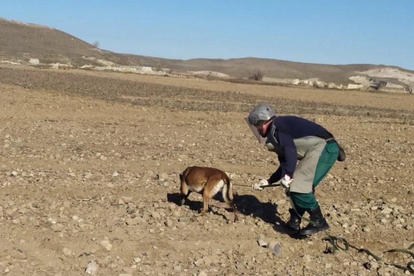 Институт наследия Маршалла отправит в Азербайджан еще 5 собак-миноискателей