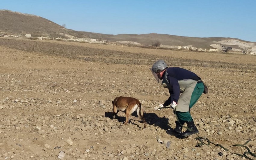Marşall İrsi İnstitutu Azərbaycana daha 5 minaaxtaran it göndərəcək 