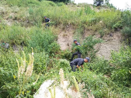 Qusarda bir tona yaxin narkotik tərkibli bitki məhv edilib