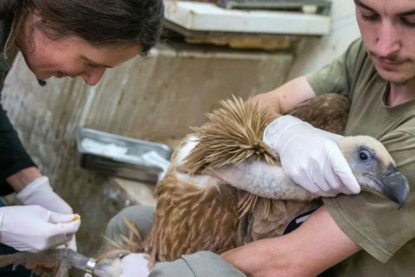 Израильскую птицу в Ливане поймали за шпионаж