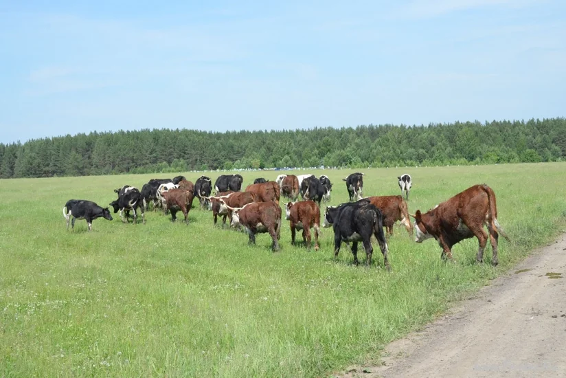 Застраховав хозяйство, фермер получит выплату при страховом случае - ИНТЕРВЬЮ