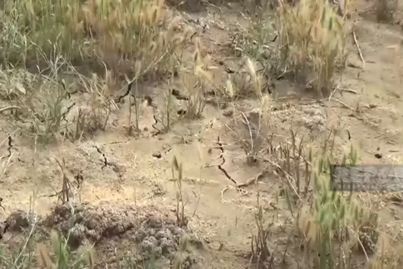 Biləsuvarda onlarla hektar pay torpağı qrunt sularının altında qalıb, taxıl sahələri məhv olmaq üzrədir