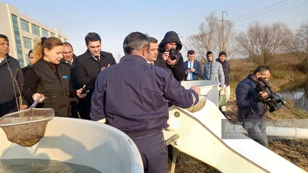 Masallıda Viləş çayına 87 min balıq körpəsi buraxılıb