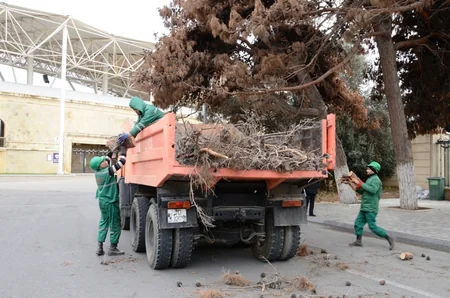 Bakıda ağaclar arasında yayılmış xəstəliklə bağlı araşdırmalar aparılıb