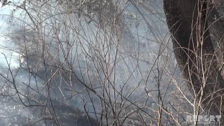 Cəlilabadda yol kənarındakı ağaclar yanıb - FOTO