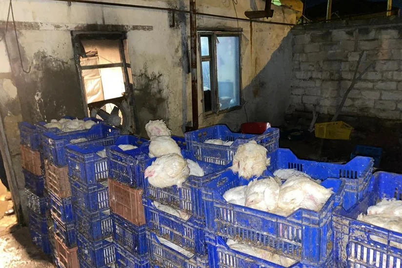 AQTA daha bir quş əti emalı sexinin fəaliyyətini məhdudlaşdırıb