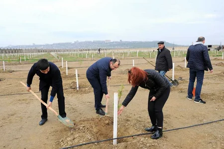 Nazirlər Kabineti Aparatının əməkdaşları ağac əkiblər