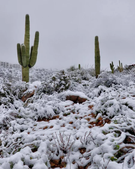 Arizona ştatında son 104 ilin ən güclü qar yağıntısı qeydə alınıb - VİDEO