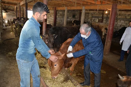 Masallıda heyvanlar arasında profilaktik peyvəndləmə tədbirləri aparılır