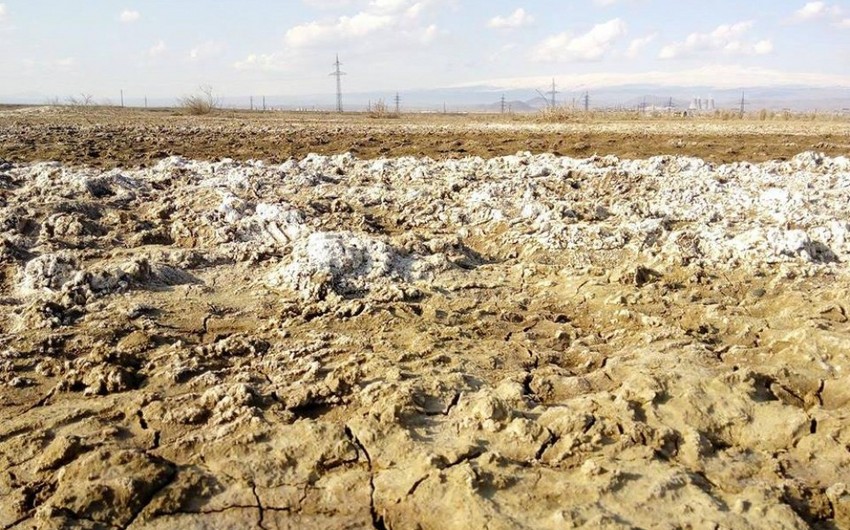 Ötən il Azərbaycanda şoran torpaqların sahəsi 4 min hektardan çox azalıb