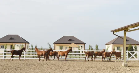 President Ilham Aliyev attends opening of Qarabag Equestrian Complex