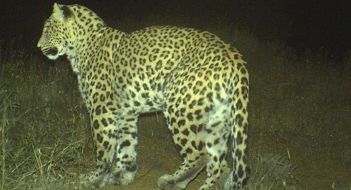 Hirkan National Park observes female leopard