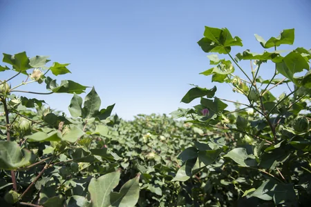 Azərbaycanda ilk dəfə qarğıdalı sahələri dronlar vasitəsilə dərmanlanıb