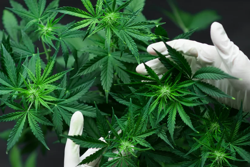 24 kq-dan artıq narkotik vasitə qanunsuz dövriyyədən çıxarıldı