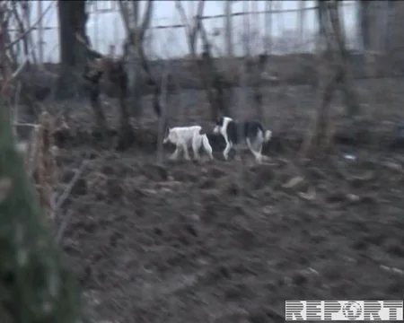 Tovuzda 43 yaşlı kişini it dişləyib