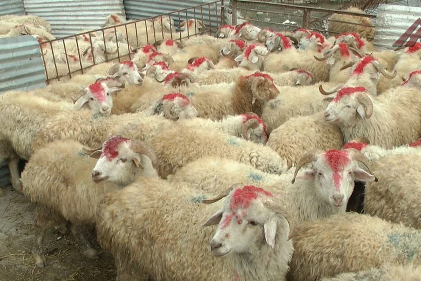 Qurban bayramı ilə əlaqədar “Kənddən Şəhərə” yarmarkası təşkil ediləcək