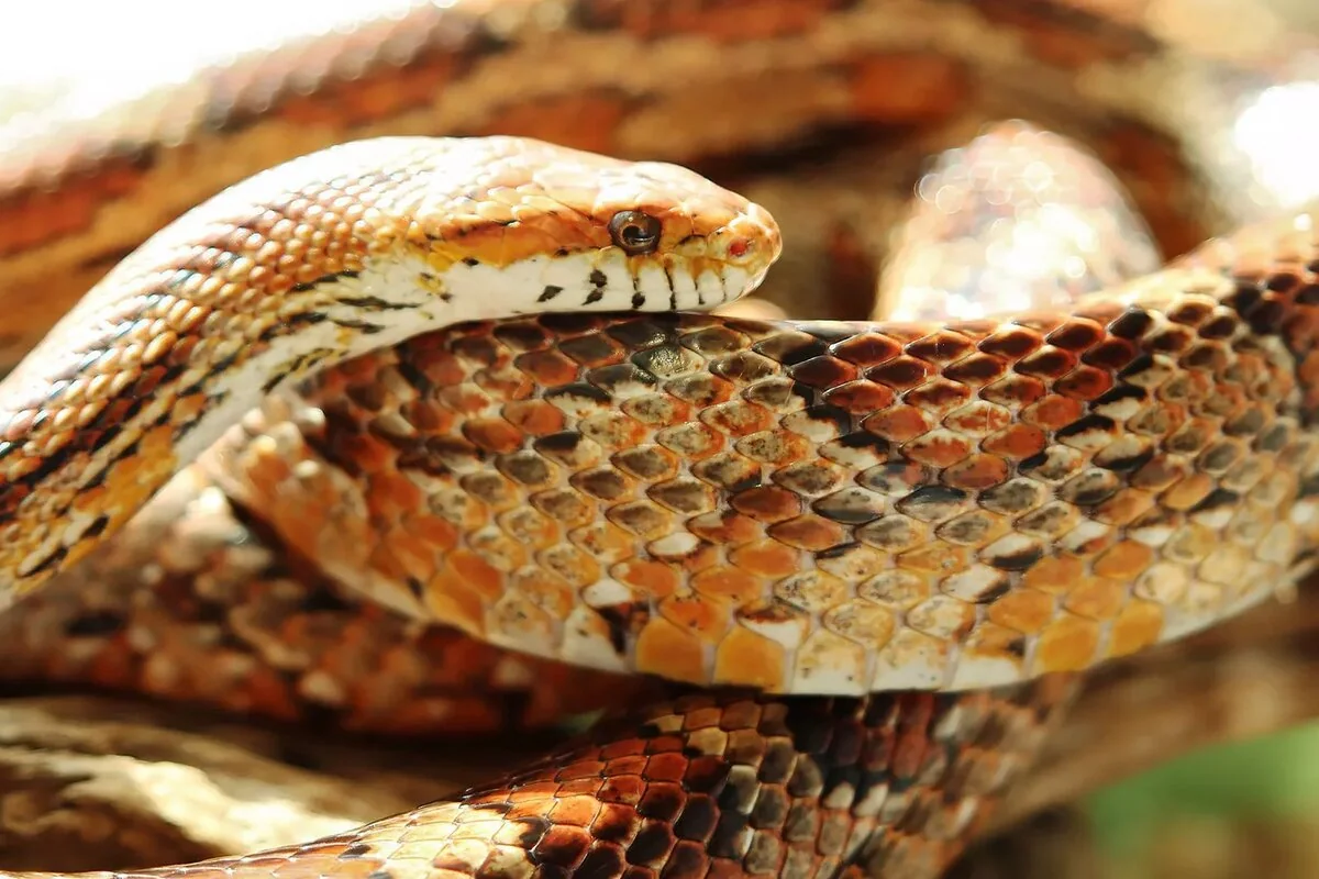 Hindistanda nəhəng ilanın qalıqları aşkarlanıb