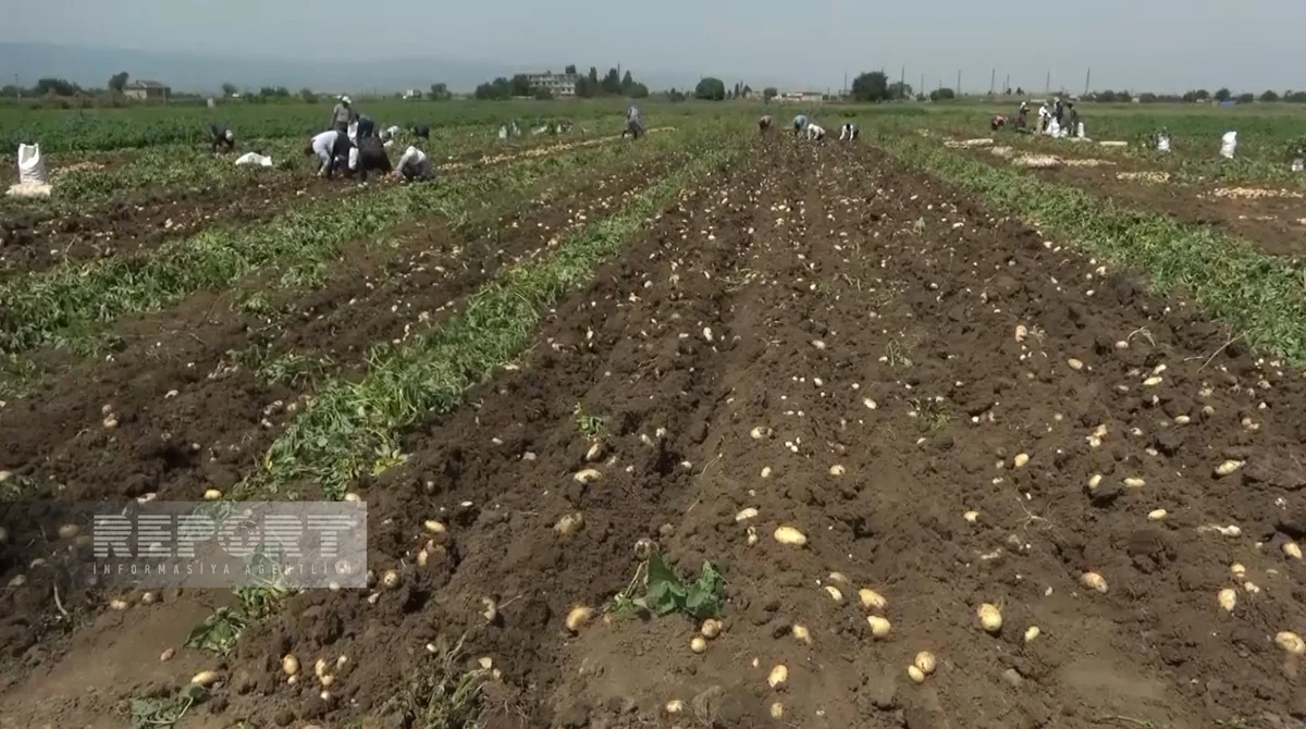 Cəlilabadda kartofun qiyməti kəskin ucuzlaşıb
