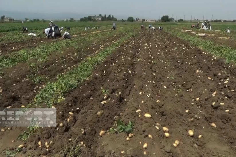 Cəlilabadda kartofun qiyməti kəskin ucuzlaşıb