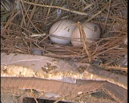 Bakıda qeyri-adi oğurluq olub