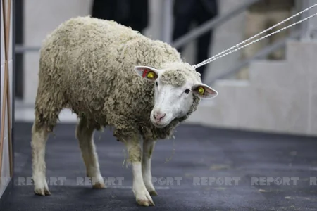 Azərbaycanda heyvanlar ilk dəfə hərraca çıxarılır